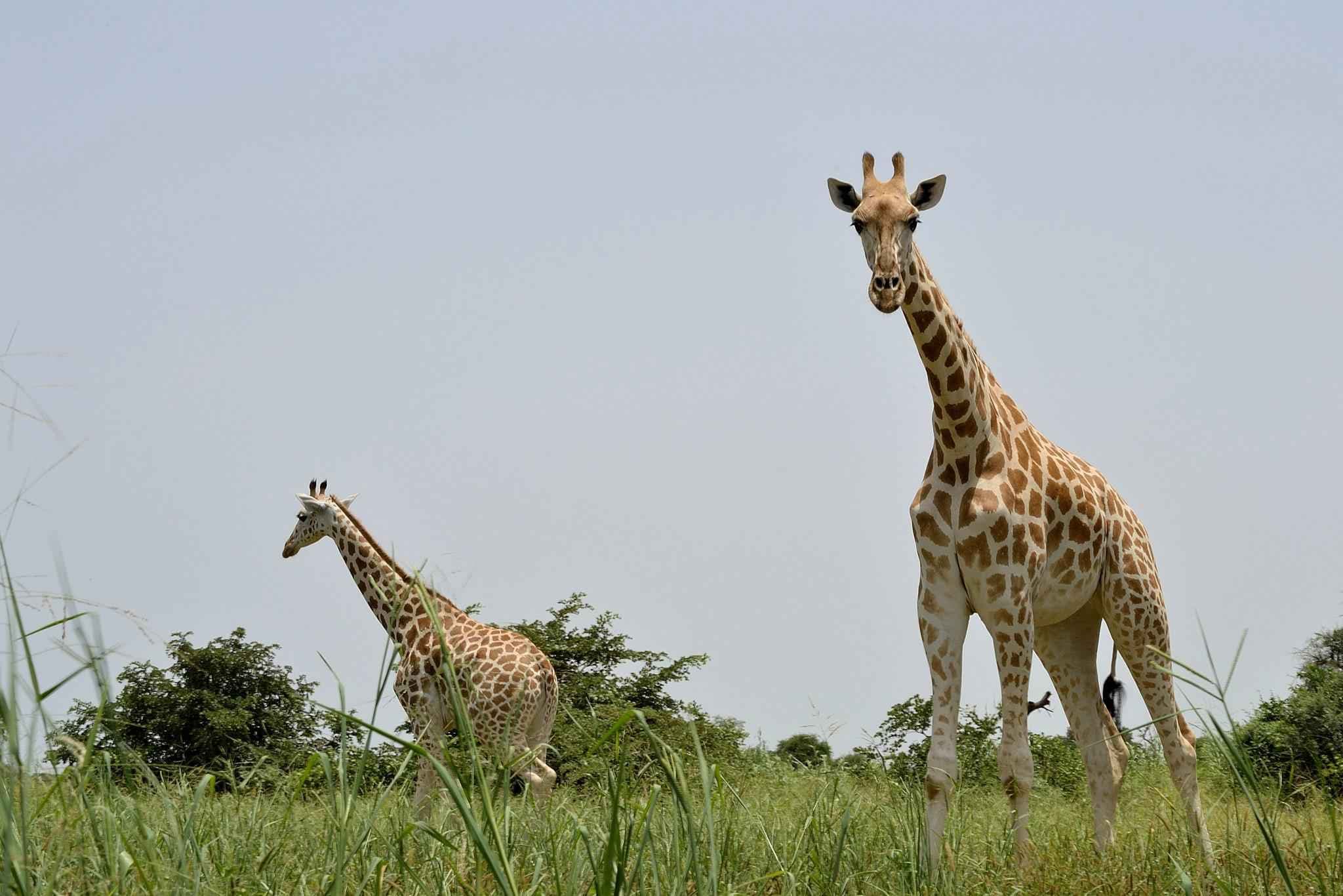 Rothschild’s Giraffe Conservation in Nakuru