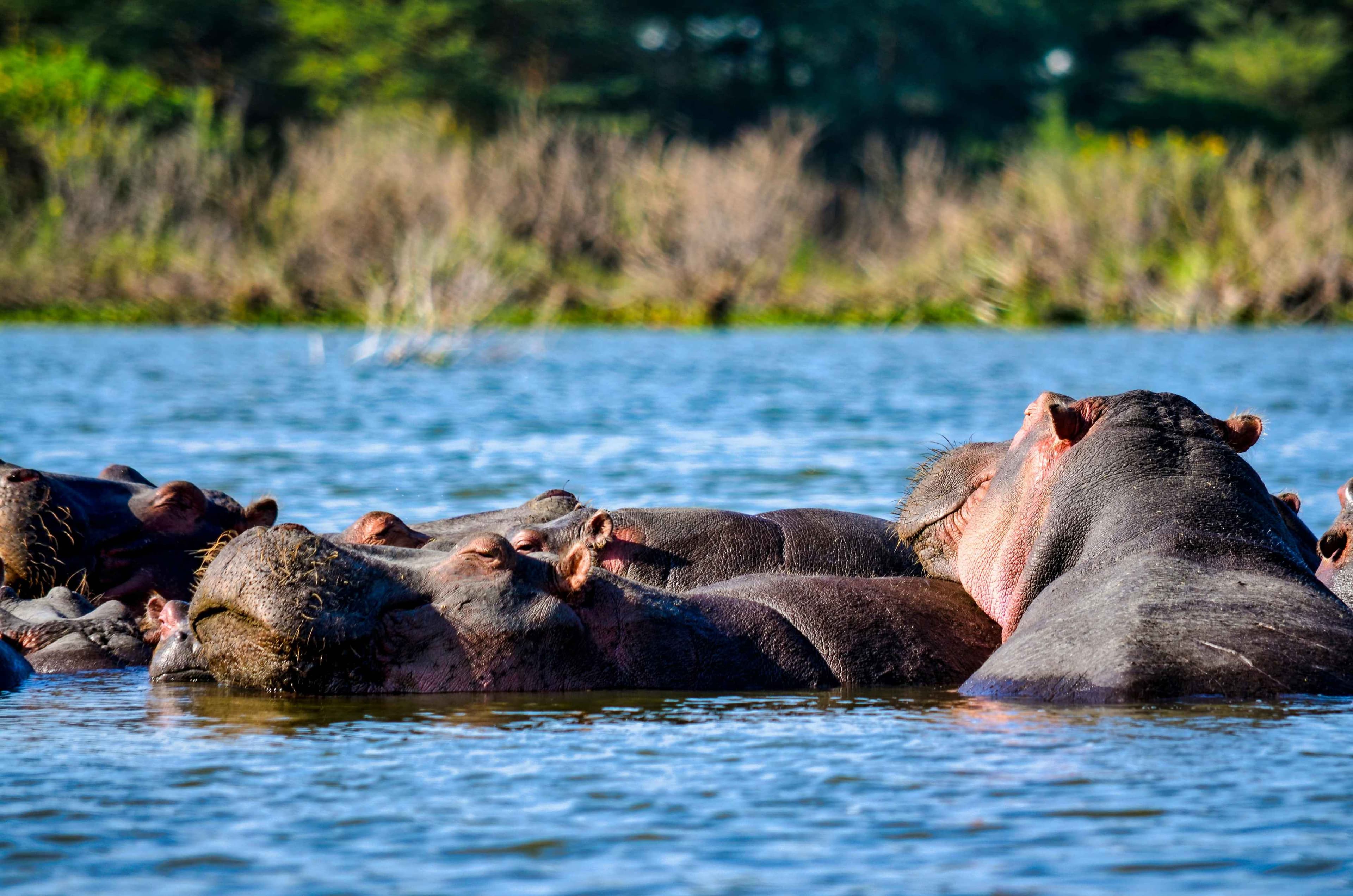 Safari at Lake Nakuru National Park