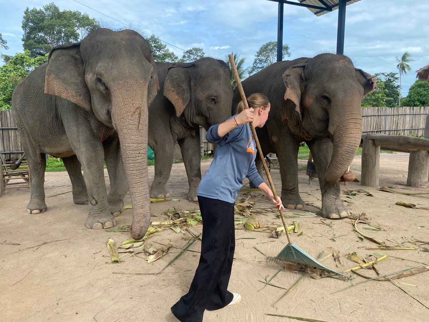 Learn responsible elephant care