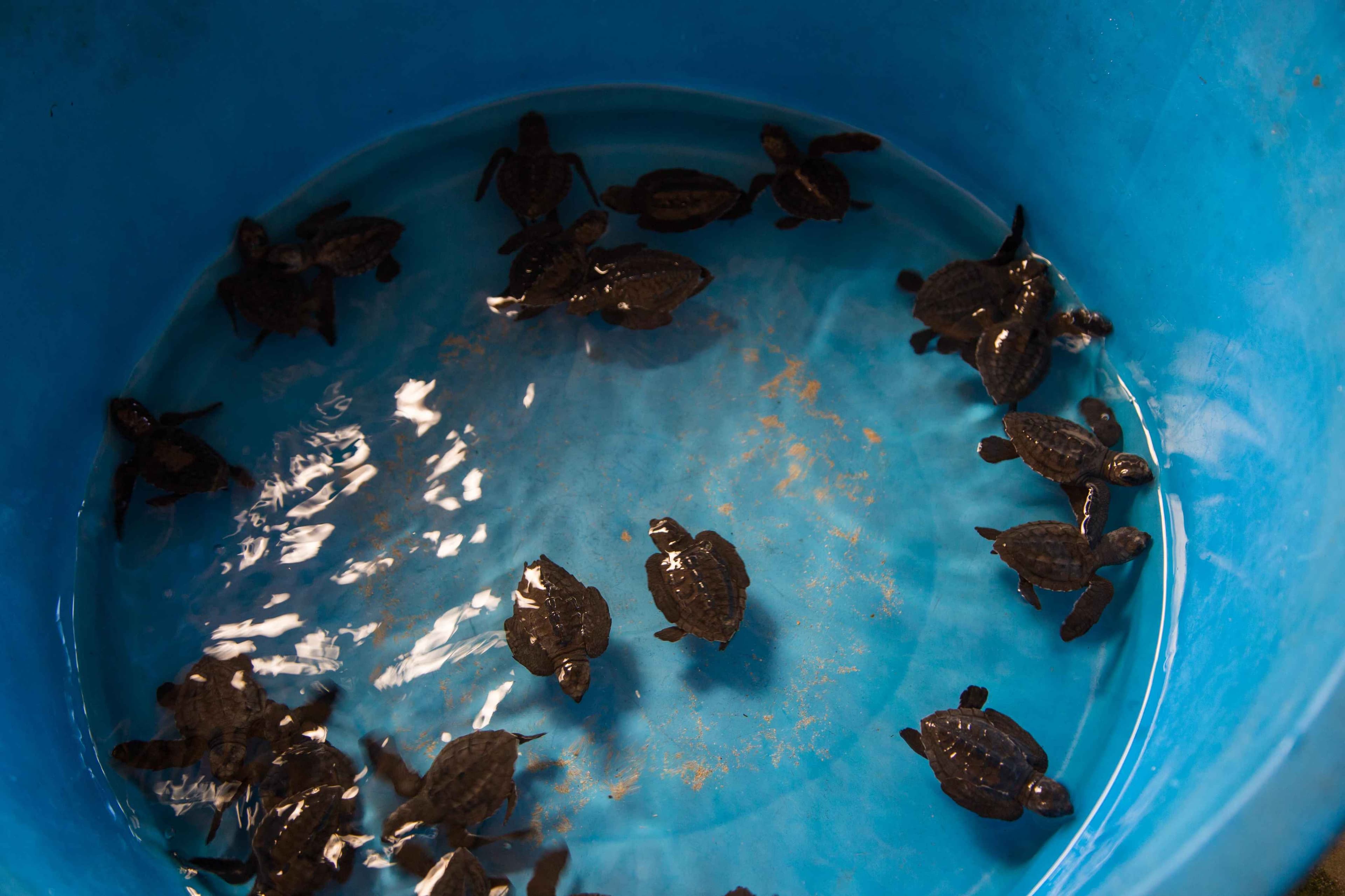 Contribute to marine conservation